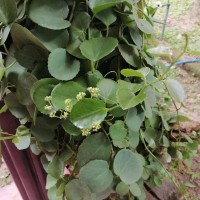 Cissus rotundifolia Vahl